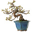 Prunus Sakura (rosa), 20 cm, ± 15 anni, con un nebari di 5 cm