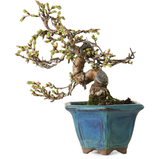 Prunus Sakura (rosa), 20 cm, ca. 15 Jahre alt, mit einem Wurzelansatz von 5 cm