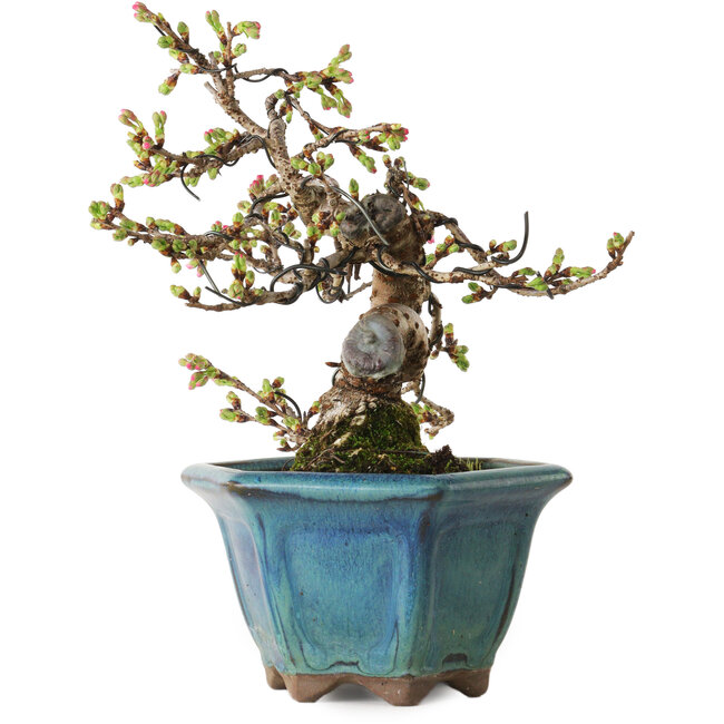 Prunus Sakura (pink), 20 cm, ± 15 years old, with a nebari of 5 cm