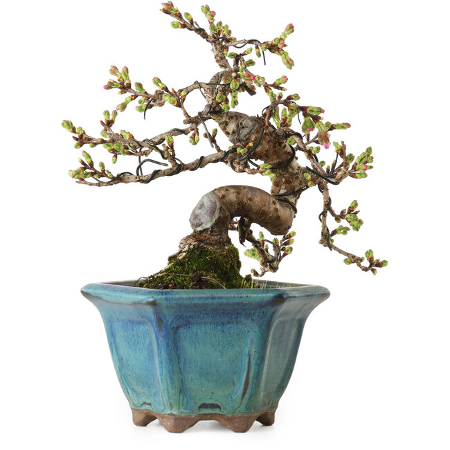 Prunus Sakura (roze), 20 cm, ± 15 jaar oud, met een nebari van 5 cm