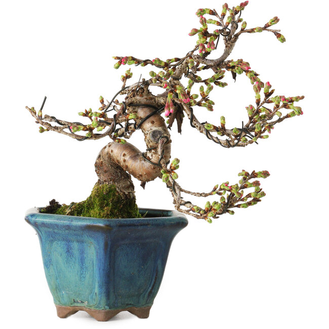 Prunus Sakura (roze), 20 cm, ± 15 jaar oud, met een nebari van 5 cm