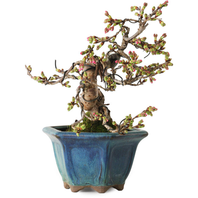 Prunus Sakura (rosa), 20 cm, ± 15 anni, con un nebari di 5 cm
