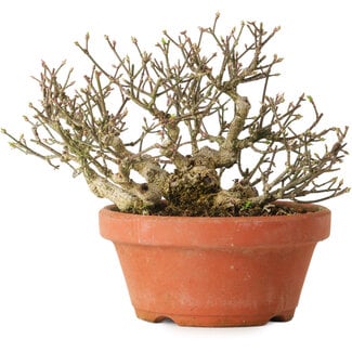 Euonymus alatus, 14 cm, ± 15 years old