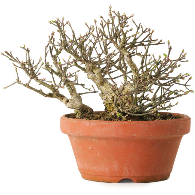 Euonymus alatus, 14 cm, ± 15 Jahre alt, mit einem Nebari von 7 cm