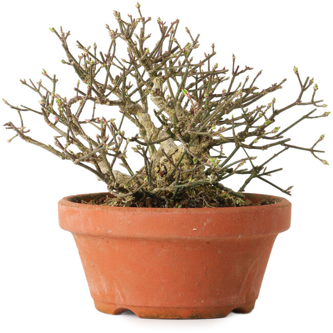 Euonymus alatus, 14 cm, ± 15 years old, with a nebari of 7 cm