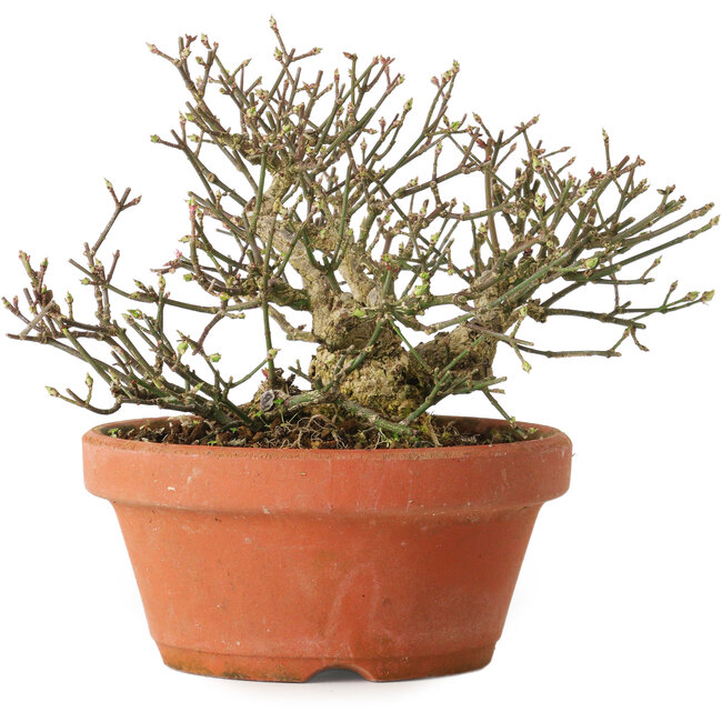 Euonymus alatus, 14 cm, ± 15 years old, with a nebari of 7 cm