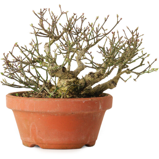 Euonymus alatus, 14 cm, ± 15 Jahre alt, mit einem Nebari von 7 cm