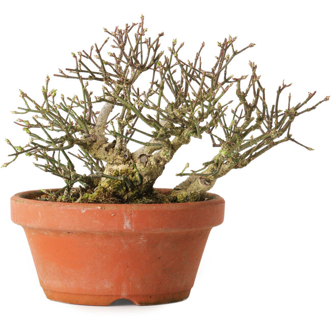 Euonymus alatus, 14 cm, ± 15 years old, with a nebari of 7 cm