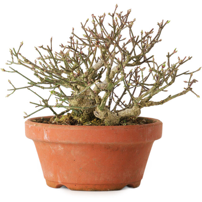 Euonymus alatus, 14 cm, ± 15 Jahre alt, mit einem Nebari von 7 cm