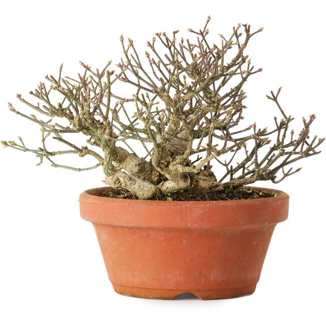 Euonymus alatus, 14 cm, ± 15 Jahre alt, mit einem Nebari von 7 cm