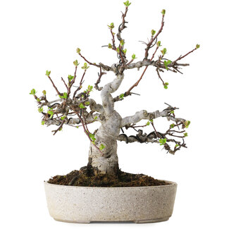 Malus, 19 cm, ± 20 years old