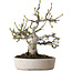Malus, 19 cm, ± 20 ans, avec un nebari de 8 cm