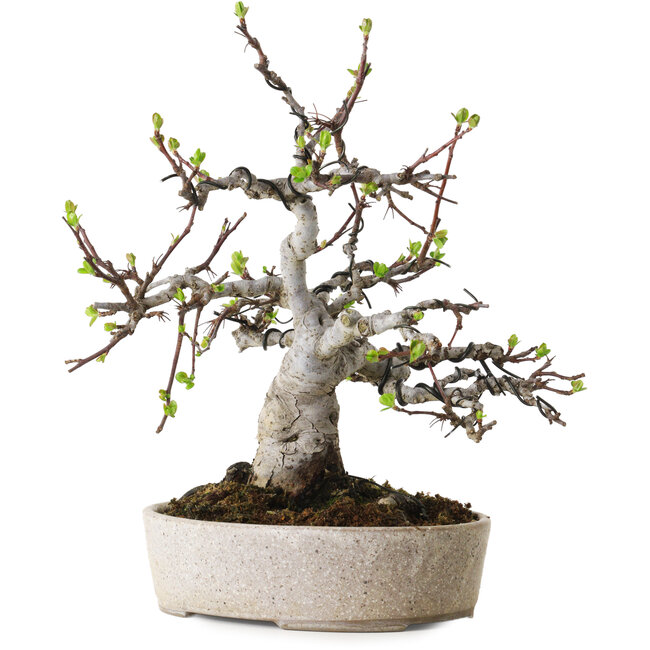 Malus, 19 cm, ± 20 años, con un nebari de 8 cm