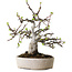 Malus, 19 cm, ± 20 ans, avec un nebari de 8 cm