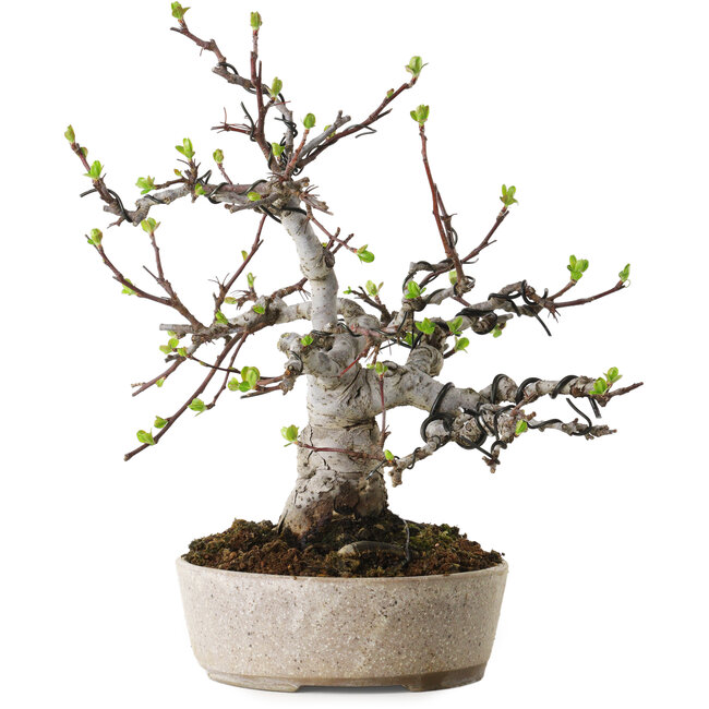 Malus, 19 cm, ± 20 anni, con un nebari di 8 cm