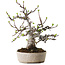 Malus, 19 cm, ± 20 ans, avec un nebari de 8 cm