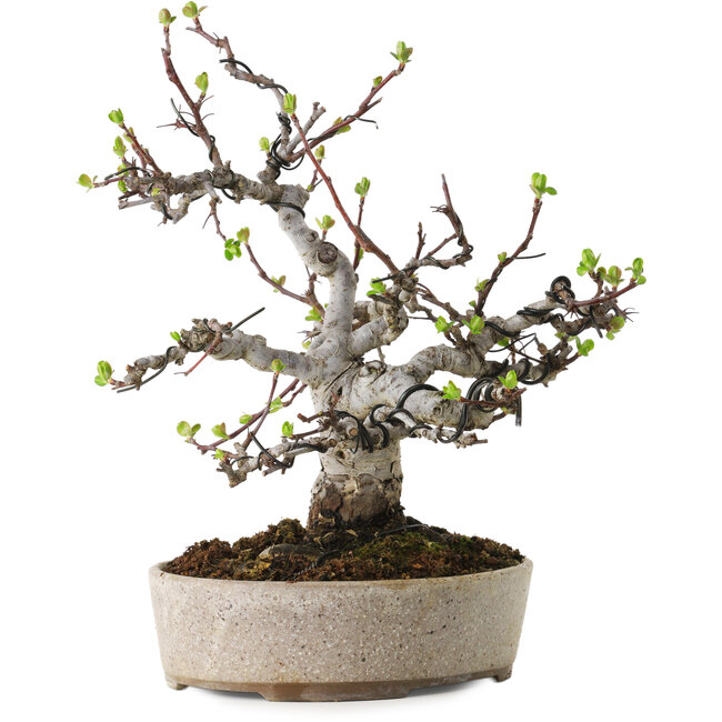 Malus, 19 cm, ± 20 ans, avec un nebari de 8 cm