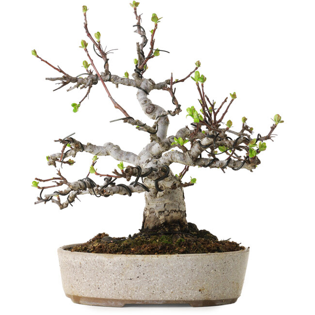 Malus, 19 cm, ± 20 Jahre alt, mit einem Nebari von 8 cm