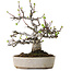 Malus, 19 cm, ± 20 ans, avec un nebari de 8 cm