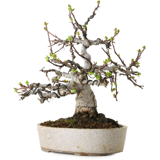 Malus, 19 cm, ± 20 years old, with a nebari of 8 cm