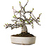 Malus, 19 cm, ± 20 ans, avec un nebari de 8 cm