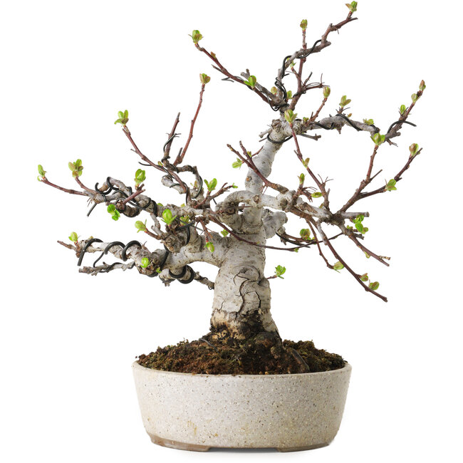 Malus, 19 cm, ± 20 años, con un nebari de 8 cm