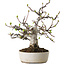Malus, 19 cm, ± 20 ans, avec un nebari de 8 cm