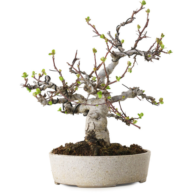 Malus, 19 cm, ± 20 años, con un nebari de 8 cm