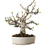 Malus, 19 cm, ± 20 ans, avec un nebari de 8 cm