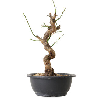 Prunus mume white, 31 cm, ± 12 Jahre alt