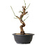 Prunus mume white, 31 cm, ± 12 Jahre alt, mit einem Wurzelansatz von 6 cm