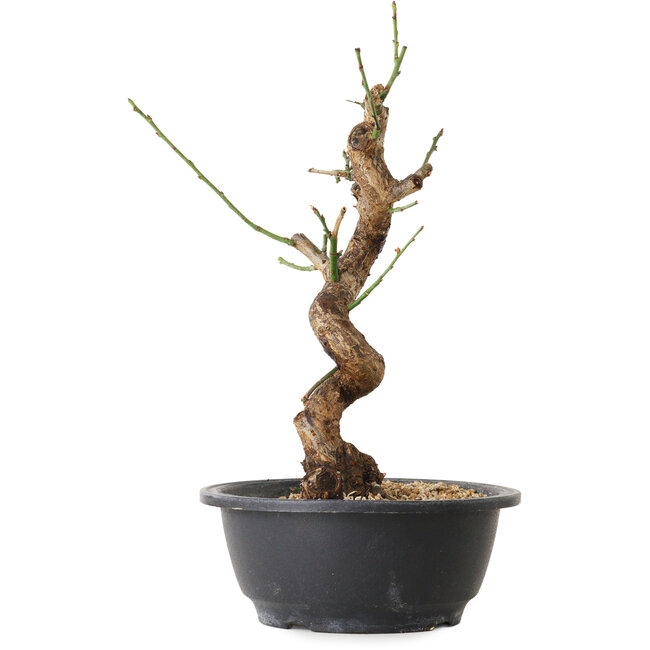 Prunus mume wit, 31 cm, ± 12 jaar oud, met een nebari van 6 cm