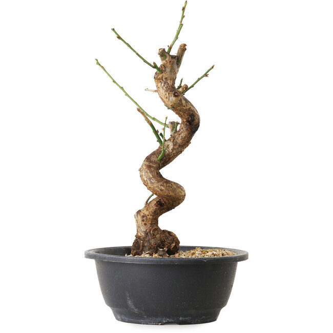 Prunus mume bianco, 31 cm, ± 12 anni, con un nebari di 6 cm