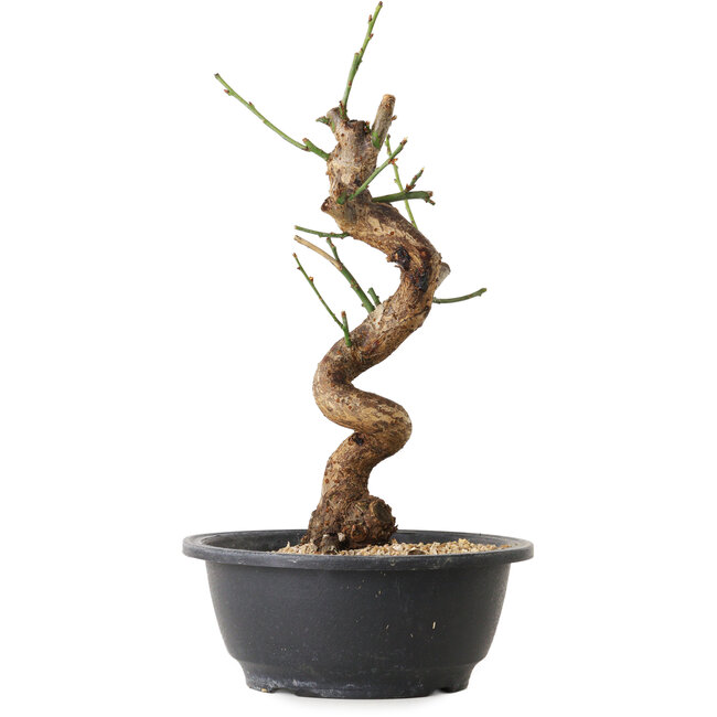 Prunus mume blanco, 31 cm, ± 12 años, con un nebari de 6 cm