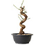 Prunus mume wit, 31 cm, ± 12 jaar oud, met een nebari van 6 cm