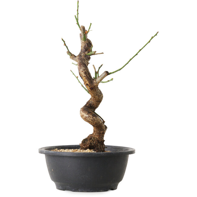 Prunus mume blanc, 31 cm, ± 12 ans, avec un nebari de 6 cm