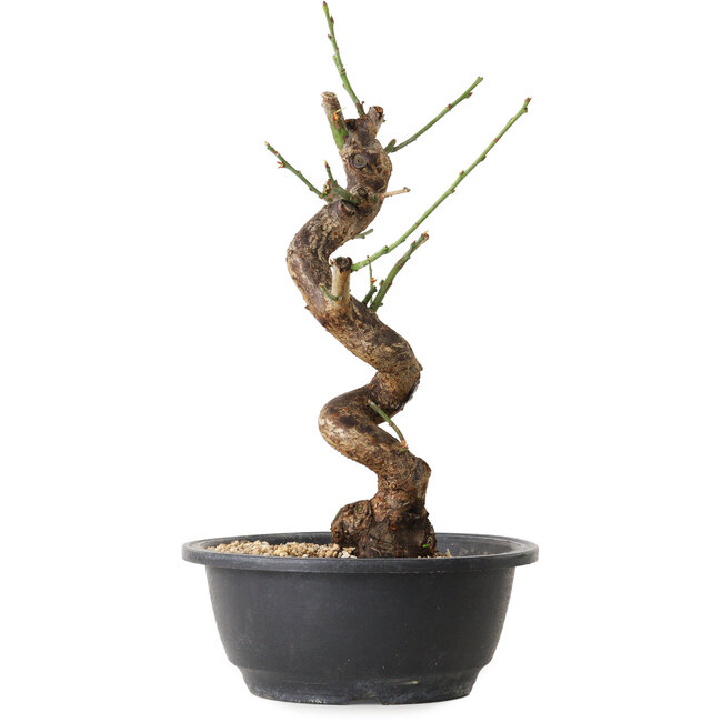 Prunus mume blanco, 31 cm, ± 12 años, con un nebari de 6 cm