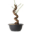 Prunus mume wit, 31 cm, ± 12 jaar oud, met een nebari van 6 cm