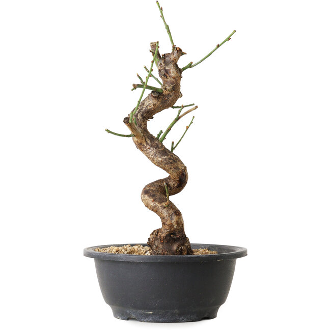 Prunus mume wit, 31 cm, ± 12 jaar oud, met een nebari van 6 cm