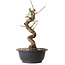 Prunus mume blanco, 31 cm, ± 12 años, con un nebari de 6 cm