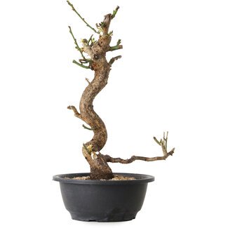 Prunus mume white, 33 cm, ± 12 years old