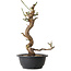 Prunus mume blanco, 33 cm, ± 12 años, con un nebari de 6 cm