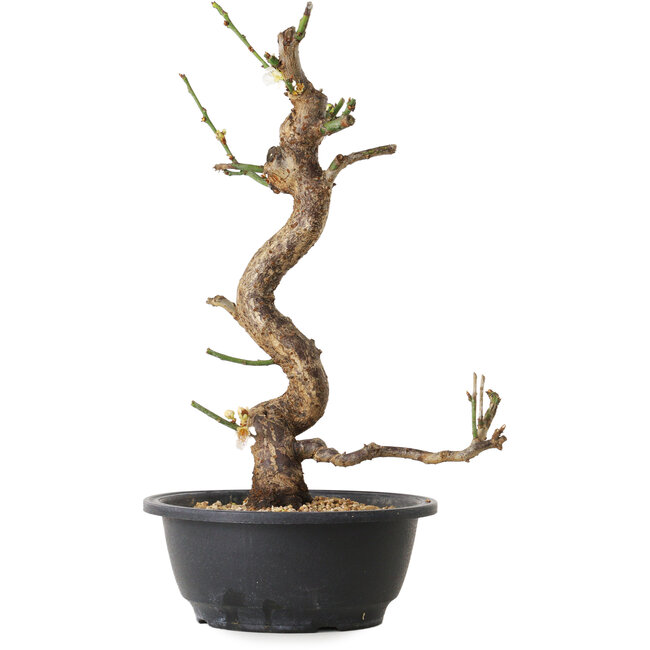 Prunus mume white, 33 cm, ± 12 Jahre alt, mit einem Wurzelansatz von 6 cm
