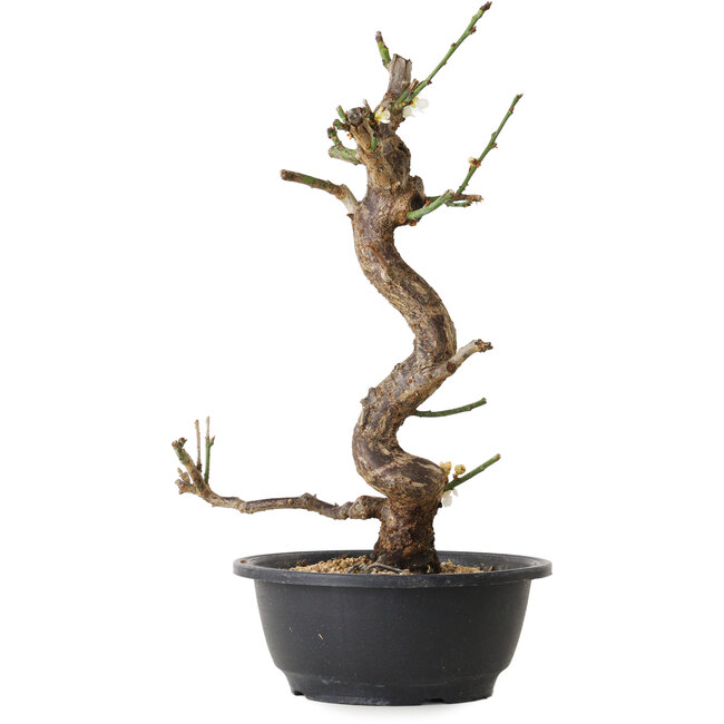 Prunus mume bianco, 33 cm, ± 12 anni, con un nebari di 6 cm
