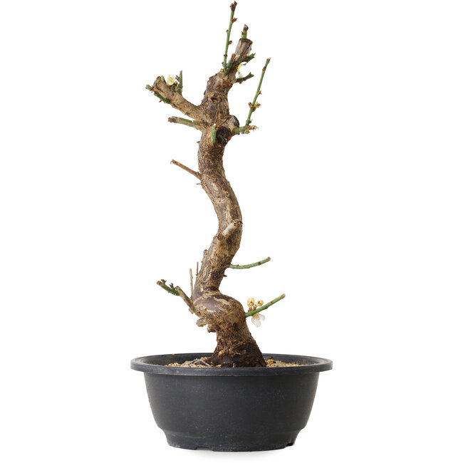 Prunus mume wit, 33 cm, ± 12 jaar oud, met een nebari van 6 cm