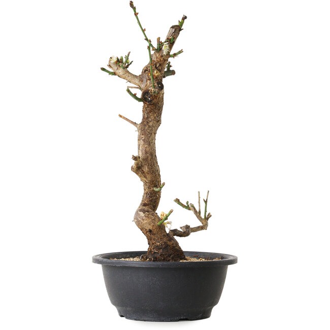 Prunus mume wit, 33 cm, ± 12 jaar oud, met een nebari van 6 cm