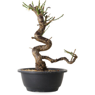 Prunus mume white, 28 cm, ± 12 Jahre alt