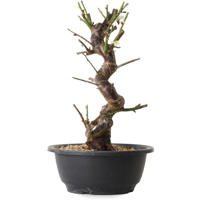 Prunus mume bianco, 28 cm, ± 12 anni, con un nebari di 6 cm