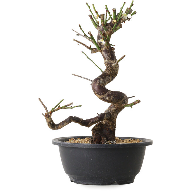 Prunus mume white, 28 cm, ± 12 Jahre alt, mit einem Wurzelansatz von 6 cm