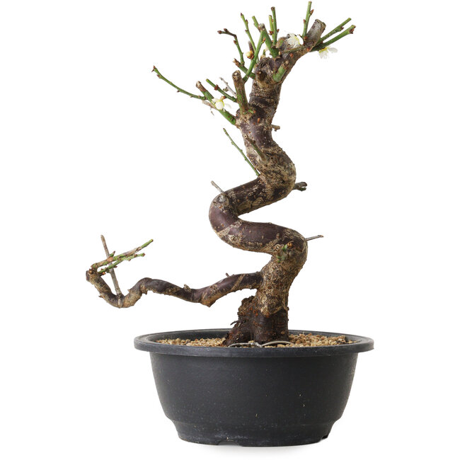 Prunus mume white, 28 cm, ± 12 years old, with a nebari of 6 cm